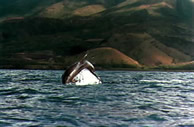 dolphins in captivity